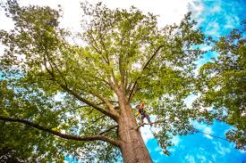 Best Tree Trimming and Pruning  in Levittown, PA