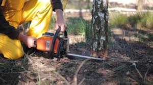 Best Tree and Shrub Care  in Levittown, PA