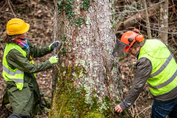 Best Root Management and Removal  in Levittown, PA