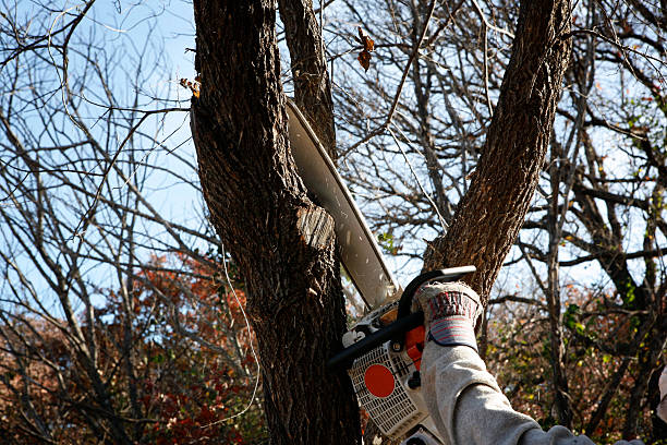 Best Fruit Tree Pruning  in Levittown, PA