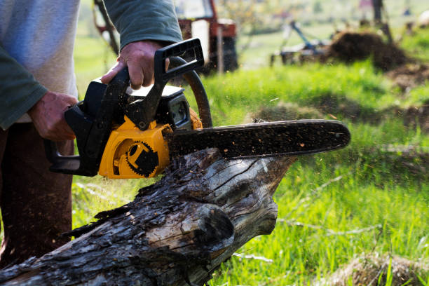 Best Stump Grinding and Removal  in Levittown, PA