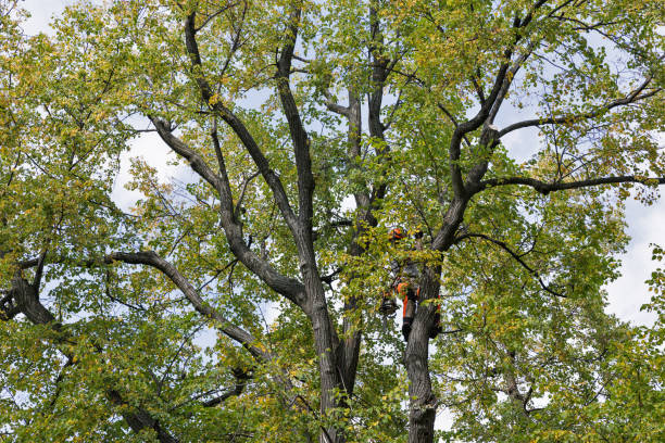 How Our Tree Care Process Works  in  Levittown, PA